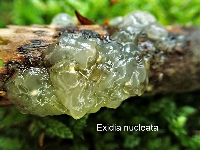 Myxarium nucleatum-amf1993.jpg - Myxarium nucleatum ; Syn: Exidia nucleata ; Non français: Exidie a noyau